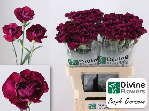 <h4>Dianthus ST 'Purple Damascus'</h4>