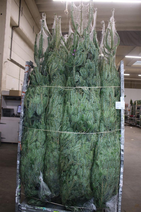 <h4>Abies Nordmanniana Gezaagd</h4>