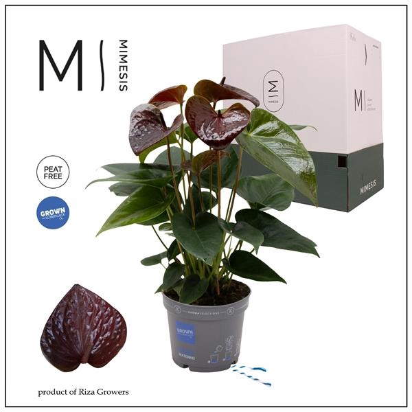 <h4>Mimesis Anthurium KARMA Essencia - 12cm</h4>