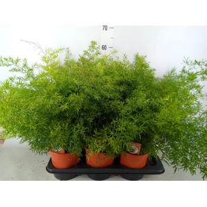 Asparagus dens. 'Cwebe'