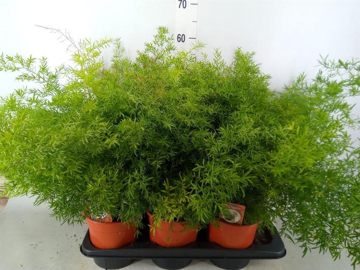 <h4>Asparagus dens. 'Cwebe'</h4>