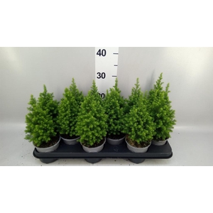 Chamaecyparis thyo. 'Spitsbergen'