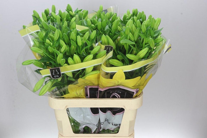 <h4>Lil La Nashville</h4>