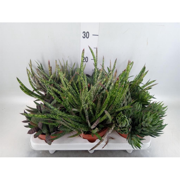 <h4>Gasteria   ...mix</h4>