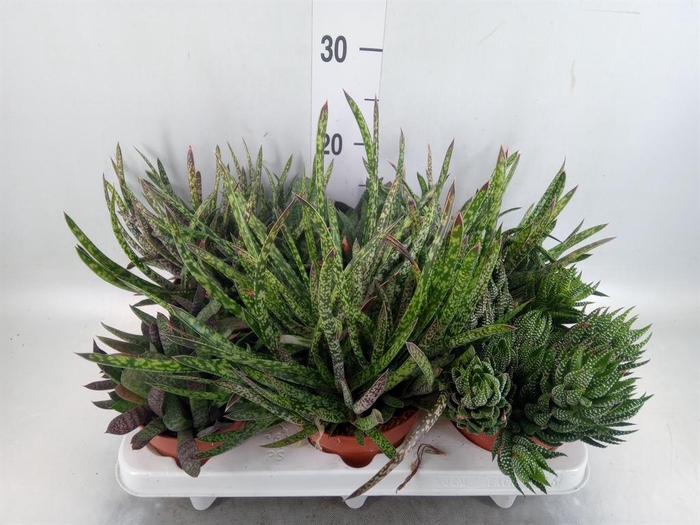 Gasteria   ...mix