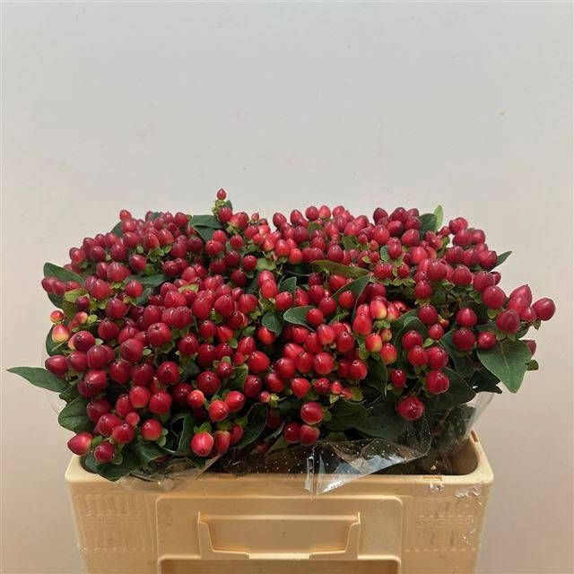 <h4>HYP MAG ROYAL RED</h4>