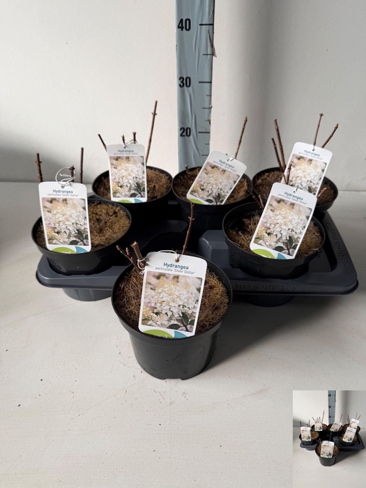 <h4>HYDR PANICULATA</h4>