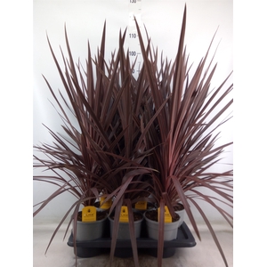 Cordyline austr. 'Red Star'