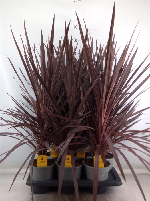 <h4>Cordyline austr. 'Red Star'</h4>