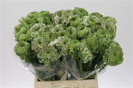 <h4>Ran Pon-pon Casper</h4>