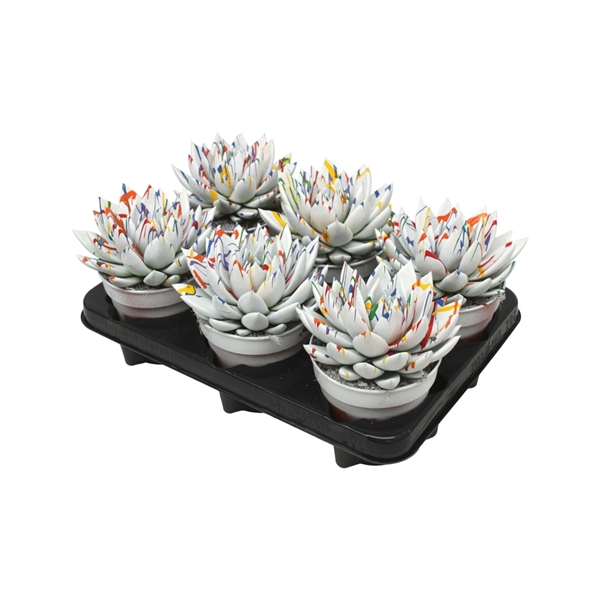 <h4>Echeveria coloured Splash white</h4>