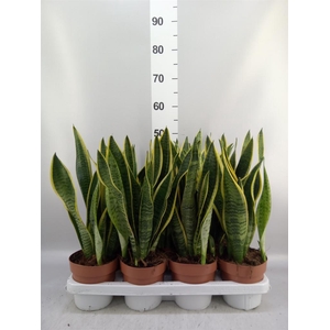 Sansevieria trifa. 'Laurentii'