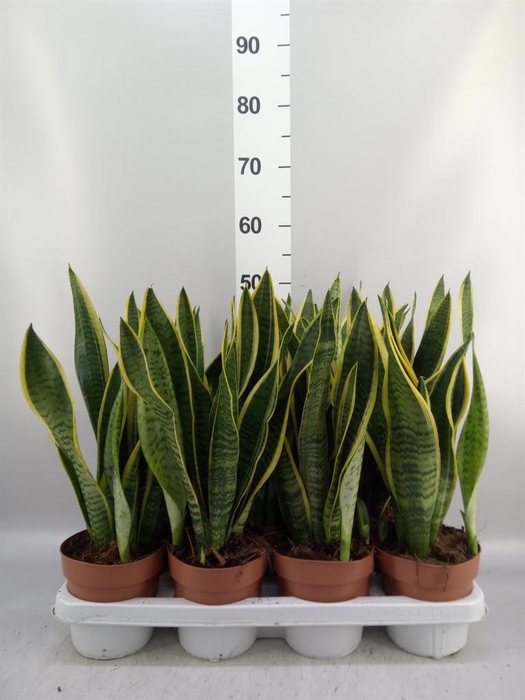 <h4>Sansevieria trifa. 'Laurentii'</h4>