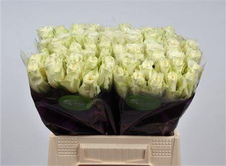 <h4>R Gr Athena</h4>