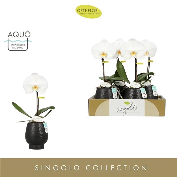 <h4>Phalaenopsis overig wit</h4>