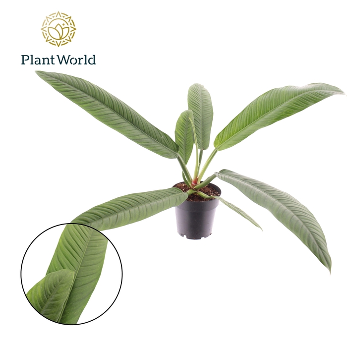 <h4>Philodendron Campii</h4>