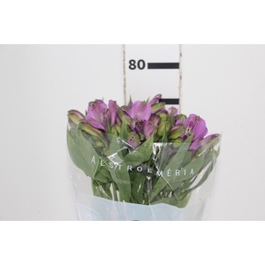 ALSTROEMERIA GALAXY 080 CM LILAS