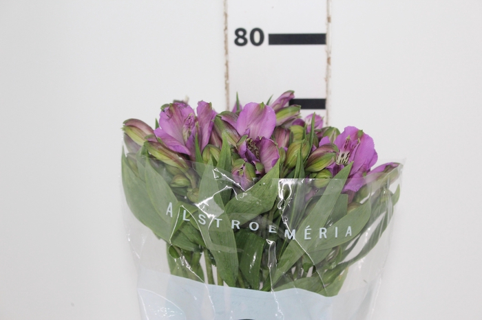 <h4>ALSTROEMERIA GALAXY 080 CM LILAS</h4>