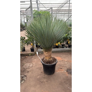 YUC ROSTRATA