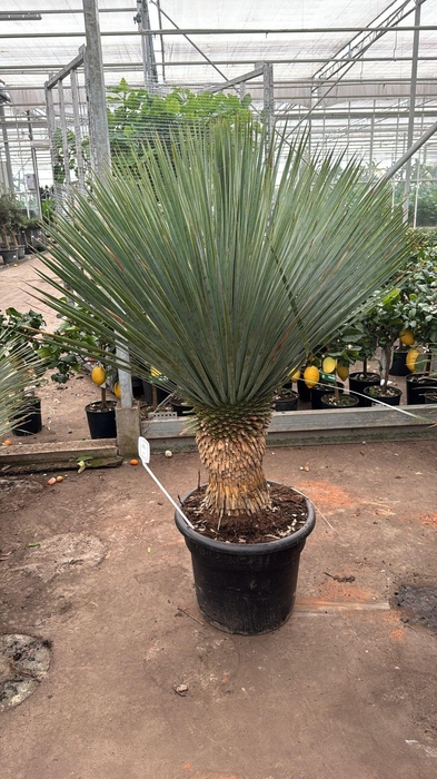 <h4>YUC ROSTRATA</h4>