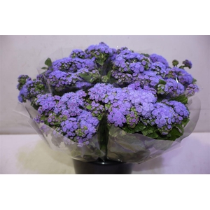 Ager H Blue Planet X5