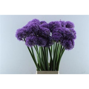 Allium Globemaster