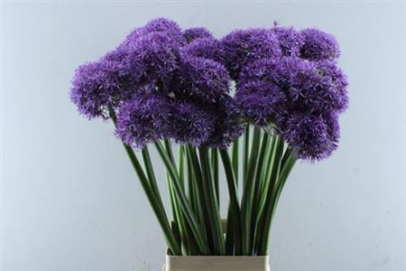 <h4>Allium Globemaster</h4>