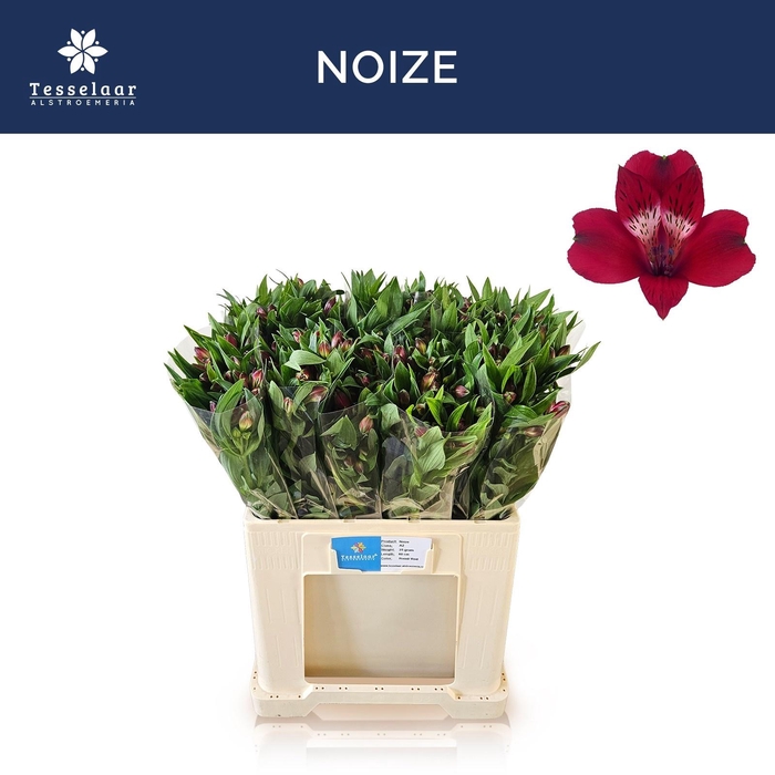 <h4>ALSTR NOIZE</h4>