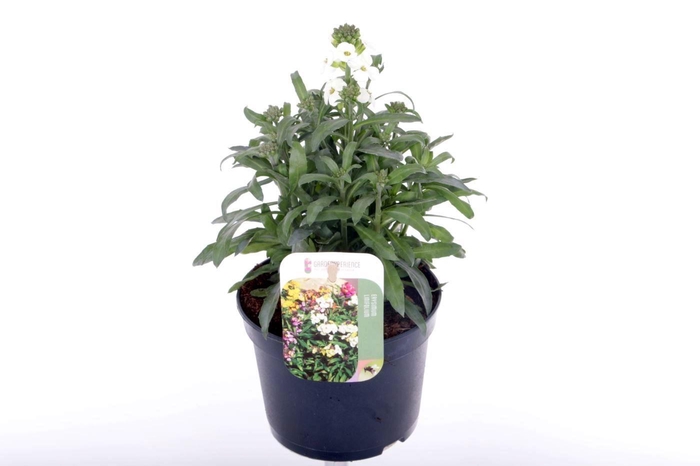 <h4>Erysimum lin. Leya White</h4>