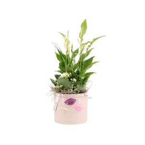 21572: Lovess arrangement