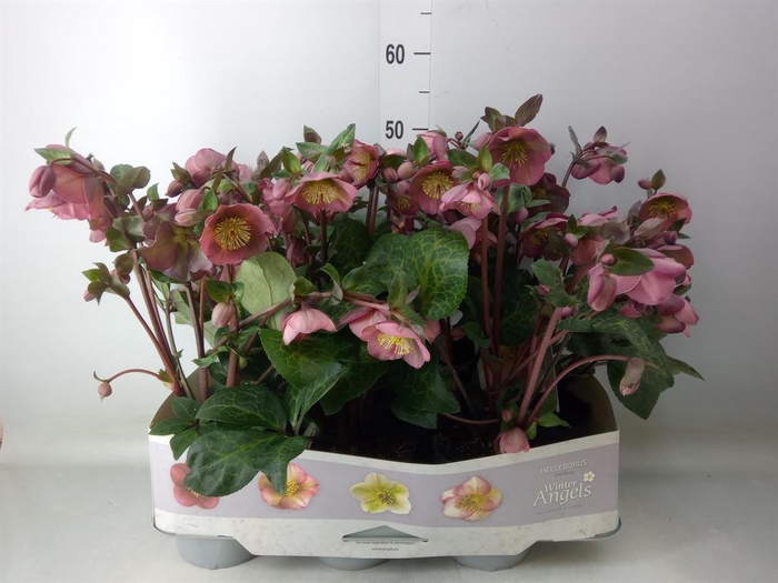 <h4>Helleborus  'Fkiss Pennys Pink'</h4>