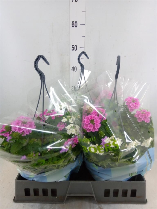 <h4>Verbena   ...</h4>