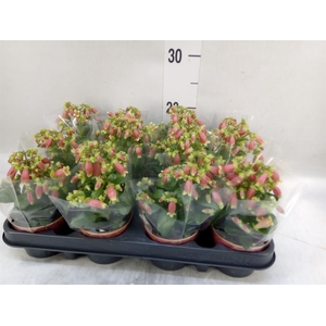 Kalanchoe HG 'Dream Bells'