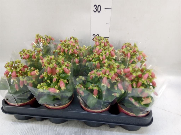 <h4>Kalanchoe HG 'Dream Bells'</h4>