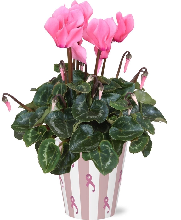 <h4>CYCL MD SUP ALLURE</h4>