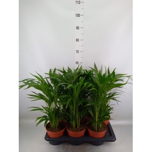 Dypsis lutescens   ...Chrysalidoca