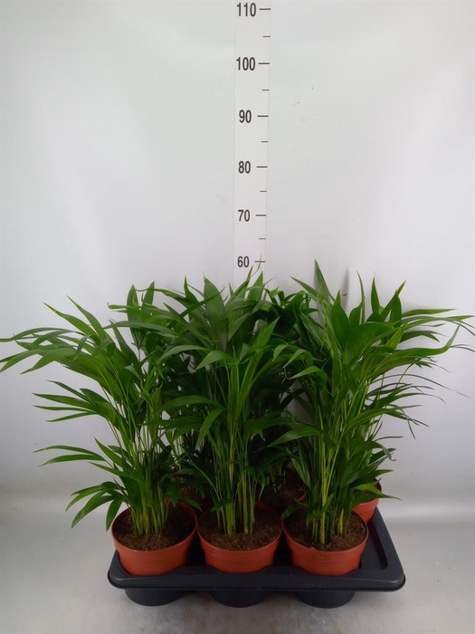 <h4>Dypsis lutescens   ...Chrysalidoca</h4>