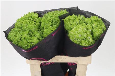 <h4>Hydr Emerald Green</h4>