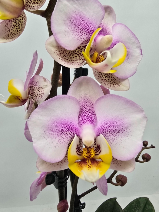 <h4>Limited 43 week 8</h4>