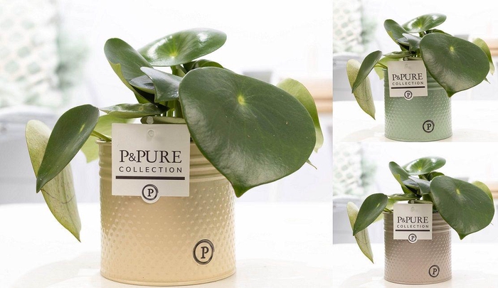 <h4>Peperomia Raindrop in P&PURE zinc pot Louise 4 ass 3</h4>