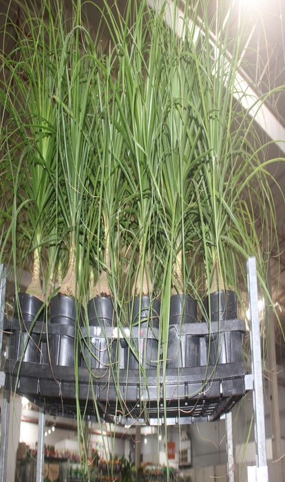 <h4>BEAUCARNEA P17</h4>