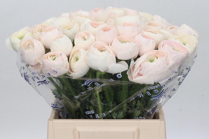 <h4>Ranunculus Clooney Hanoi A1</h4>