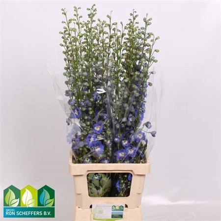 <h4>Delph Du Aurora Blue</h4>