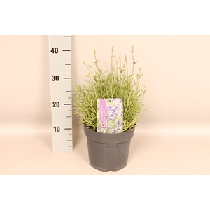 vaste planten 19 cm  Lavandula ang. Essence Purple