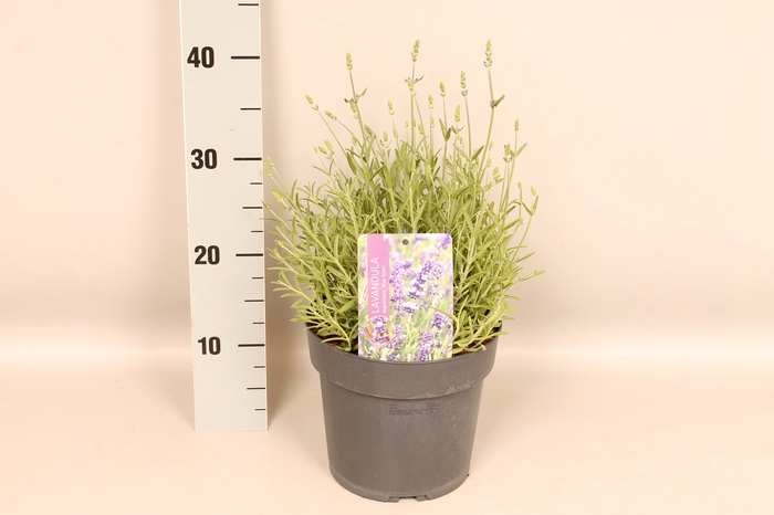<h4>vaste planten 19 cm  Lavandula ang. Essence Purple</h4>