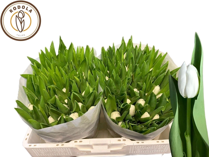 <h4>Tu En Royal Virgin</h4>