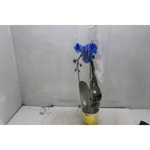 PHALAENOPSIS CASCATA P12 TINGIDA AZUL 2 HT