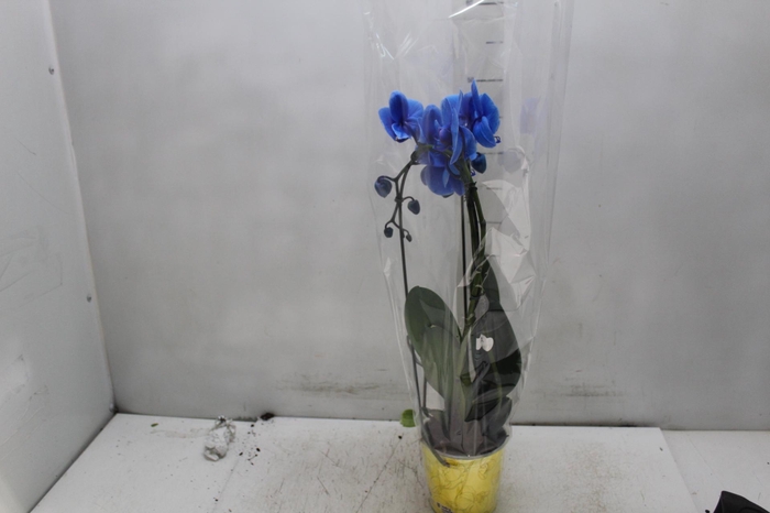 <h4>PHALAENOPSIS CASCATA P12 TINGIDA AZUL 2 HT</h4>