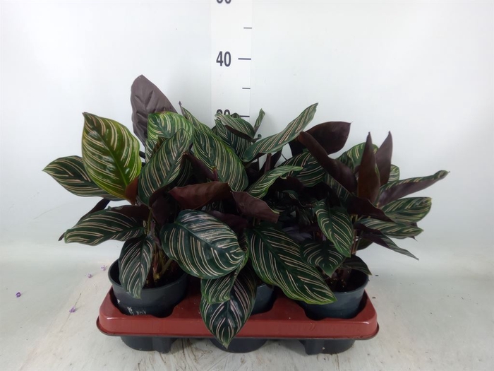 <h4>Calathea sanderiana</h4>