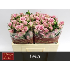 R TR LEILA
